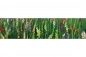Preview: Küchenrückwand Aluverbund Bunte Blumen Preview: Küchenrückwand Aluverbund Bunte Blumen