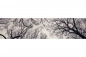 Preview: Küchenrückwand Acrylglas Dunkler Wald Preview: Küchenrückwand Acrylglas Dunkler Wald
