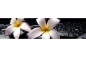 Preview: Küchenrückwand Acrylglas Pulemera Blumen Preview: Küchenrückwand Acrylglas Pulemera Blumen