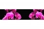Preview: Küchenrückwand Aluverbund Pinke Orchideen Preview: Küchenrückwand Aluverbund Pinke Orchideen