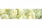 Preview: Küchenrückwand Aluverbund Rosen Preview: Küchenrückwand Aluverbund Rosen