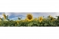 Preview: Küchenrückwand Folie Sonnenblumen Preview: Küchenrückwand Folie Sonnenblumen