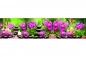 Preview: Küchenrückwand Folie Spa Bambus Orchideen Preview: Küchenrückwand Folie Spa Bambus Orchideen