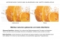 Preview: Küchenrückwand Folie Anatolische Fliesen Kacheln