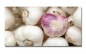 Preview: Spritzschutz Küche Acrylglas Knoblauch Preview: Spritzschutz Küche Acrylglas Knoblauch