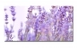 Preview: Spritzschutz Küche Lavendel Feld Preview: Spritzschutz Küche Lavendel Feld