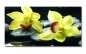 Preview: Spritzschutz Küche Gelbe Orchideen Preview: Spritzschutz Küche Gelbe Orchideen