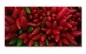 Preview: Spritzschutz Küche Rote Chilischoten Preview: Spritzschutz Küche Rote Chilischoten