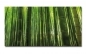 Preview: Spritzschutz Küche Bambus Wald Preview: Spritzschutz Küche Bambus Wald
