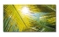 Preview: Spritzschutz Küche Palme Sonnenlicht Preview: Spritzschutz Küche Palme Sonnenlicht