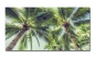 Preview: Spritzschutz Küche Acrylglas Palmen