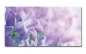 Preview: Spritzschutz Küche Hartschaumplatte Lila Blume Preview: Spritzschutz Küche Hartschaumplatte Lila Blume