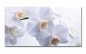 Preview: Spritzschutz Küche Hartschaumplatte Weiße Orchideen Preview: Spritzschutz Küche Hartschaumplatte Weiße Orchideen