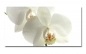 Preview: Spritzschutz Küche Hartschaumplatte Orchidee Preview: Spritzschutz Küche Hartschaumplatte Orchidee