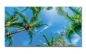 Preview: Spritzschutz Küche Acrylglas Palmen Himmel