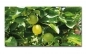 Preview: Spritzschutz Küche Acrylglas Zitronenbaum Preview: Spritzschutz Küche Acrylglas Zitronenbaum