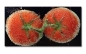 Preview: Spritzschutz Küche Hartschaumplatte Tomaten unter Wasser Preview: Spritzschutz Küche Hartschaumplatte Tomaten unter Wasser