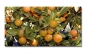 Preview: Spritzschutz Küche Acrylglas Orangenbaum