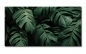 Preview: Spritzschutz Küche Aluverbund Monstera Blätter Preview: Spritzschutz Küche Aluverbund Monstera Blätter