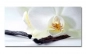 Preview: Spritzschutz Küche Hartschaumplatte Orchidee Preview: Spritzschutz Küche Hartschaumplatte Orchidee