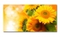 Preview: Spritzschutz Küche Aluverbund Sonnenblumen Preview: Spritzschutz Küche Aluverbund Sonnenblumen