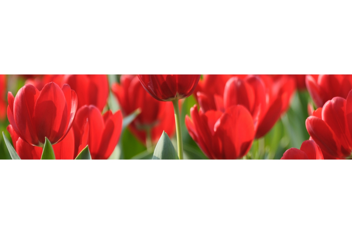 Küchenrückwand Rote Tulpen