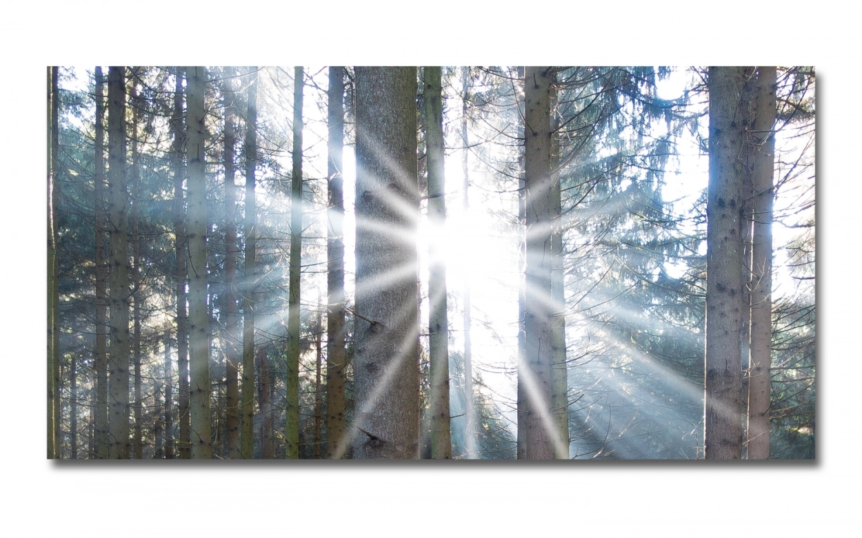 Spritzschutz Küche Hartschaumplatte Wald Sonnenlicht