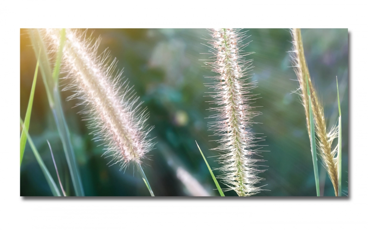 Spritzschutz Küche Hartschaumplatte Pampas