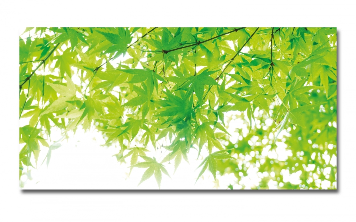 Spritzschutz Küche Hartschaumplatte Grüne Ahorn Blätter