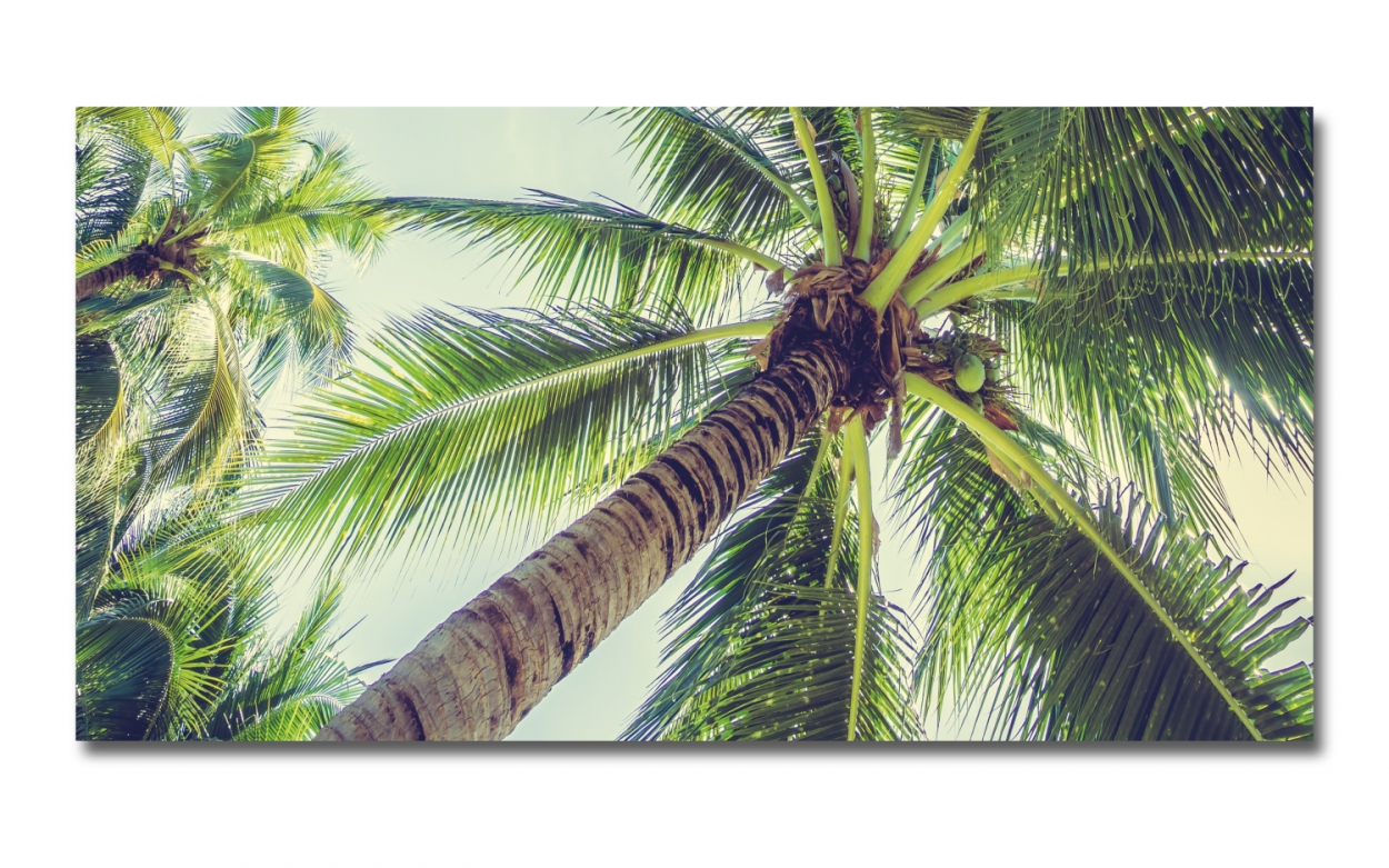 Spritzschutz Küche Acrylglas Palmen