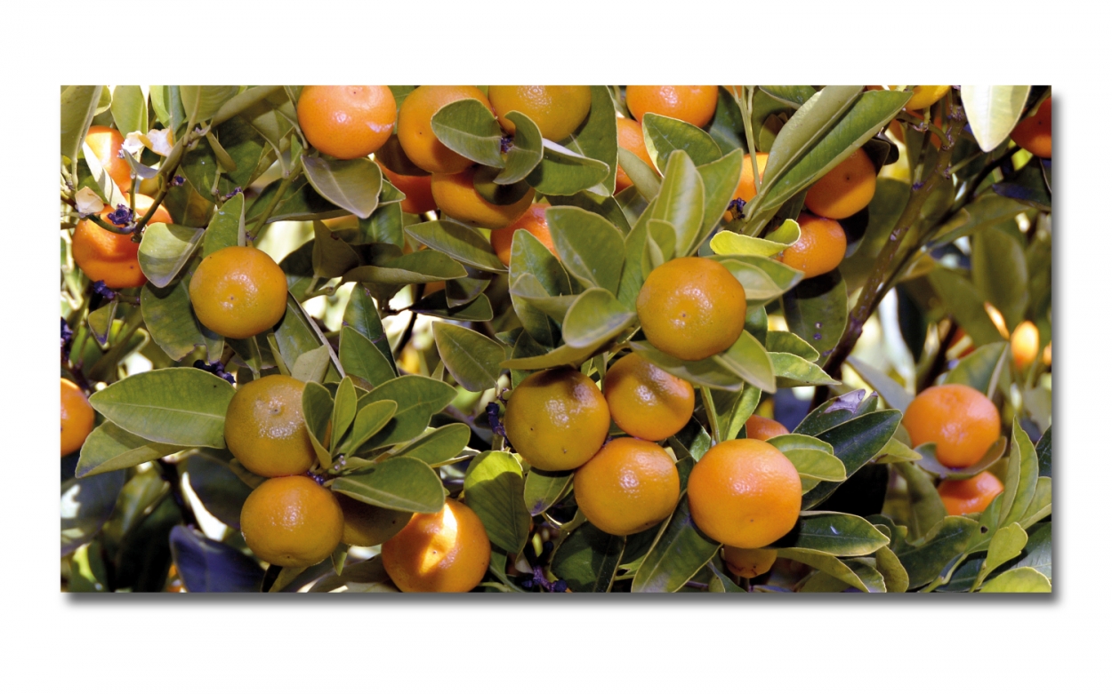 Spritzschutz Küche Acrylglas Orangenbaum