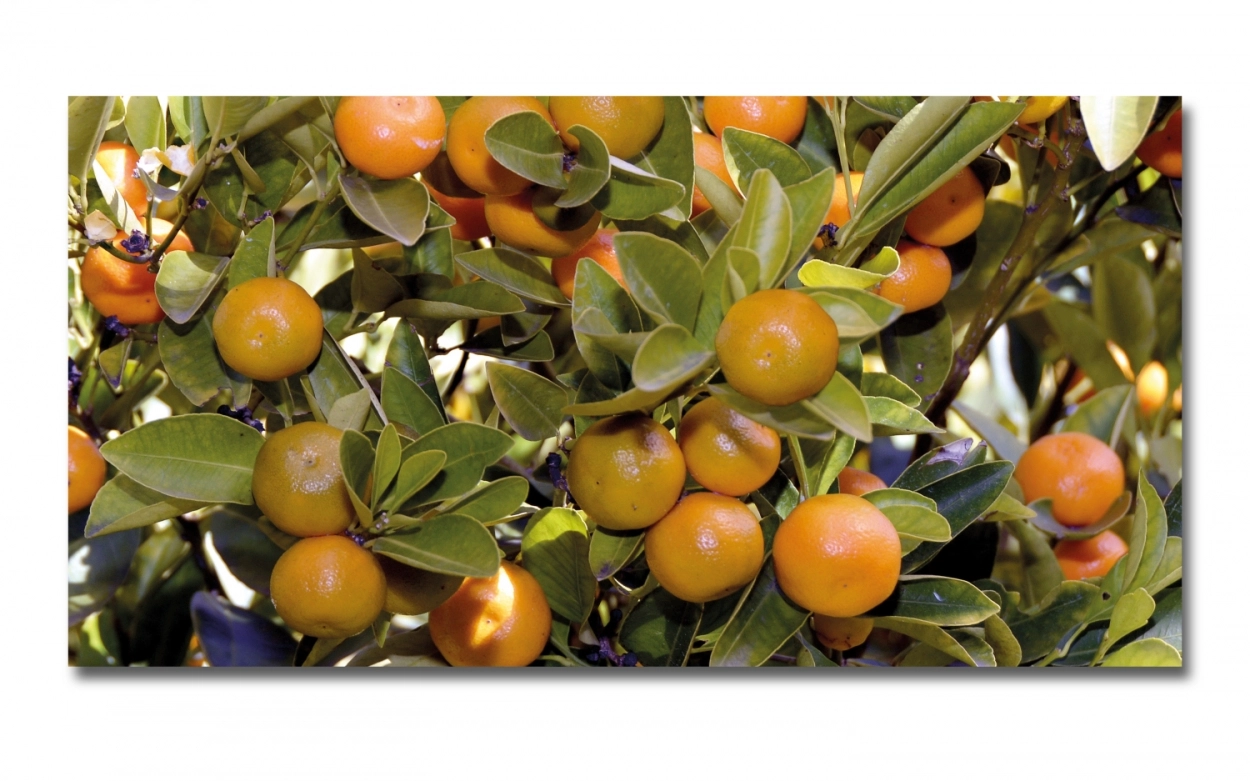 Spritzschutz Küche Hartschaumplatte Orangenbaum