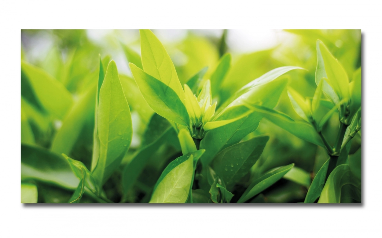 Spritzschutz Küche Hartschaumplatte Grüne Pflanze