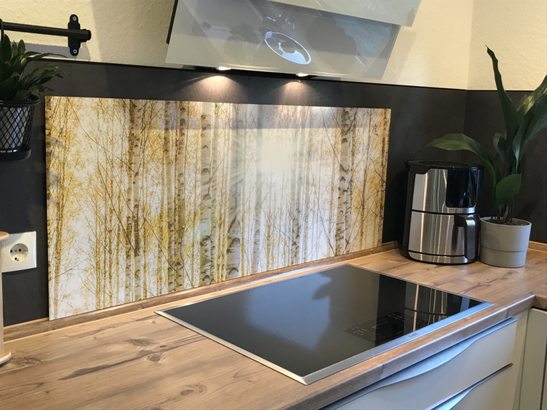 Spritzschutz Küche Acrylglas Birkenwald Sonnenlicht