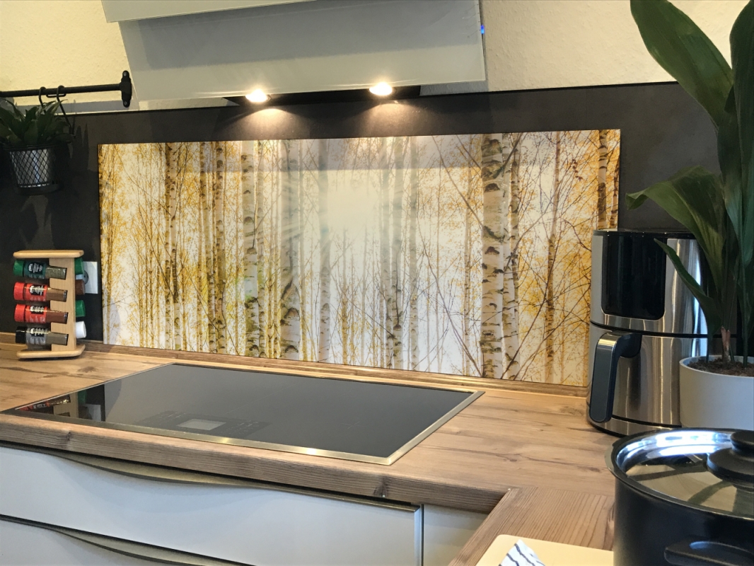 Spritzschutz Küche Acrylglas Birkenwald Sonnenlicht