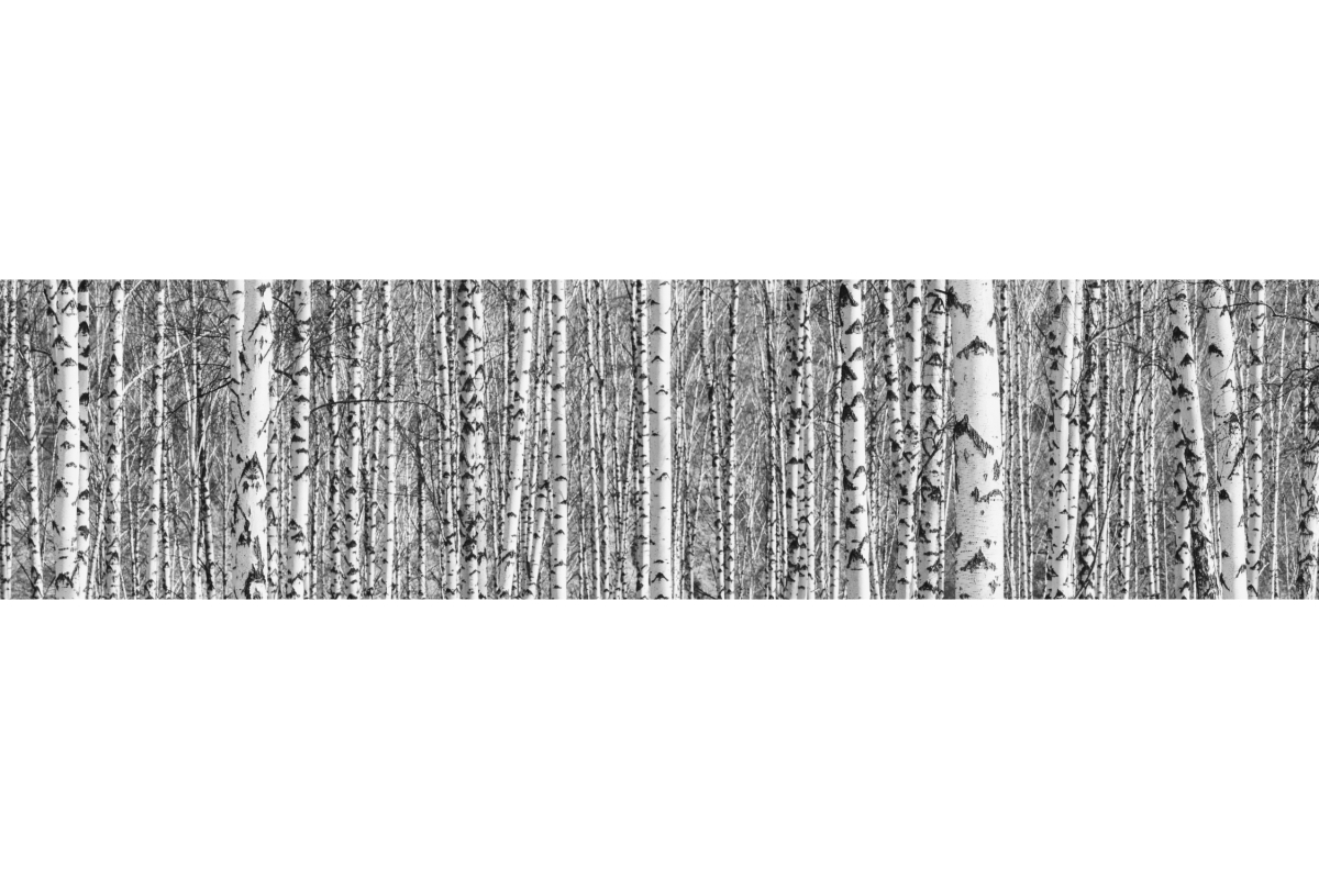 Küchenrückwand Hartschaumplatte Birkenwald Küchenrückwand Hartschaumplatte Birkenwald