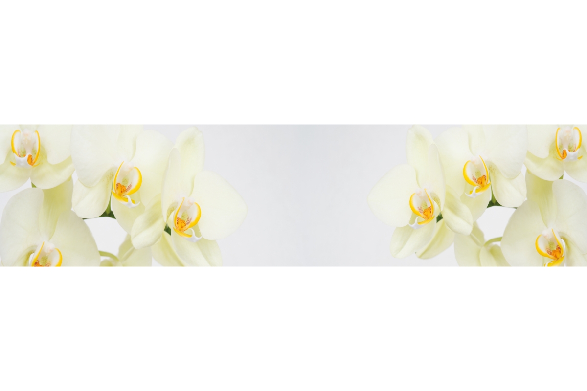 Küchenrückwand Hartschaumplatte Orchideen Küchenrückwand Hartschaumplatte Orchideen