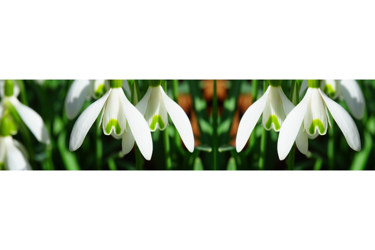 Küchenrückwand Aluverbund Schneeglöckchen Blumen Küchenrückwand Aluverbund Schneeglöckchen Blumen
