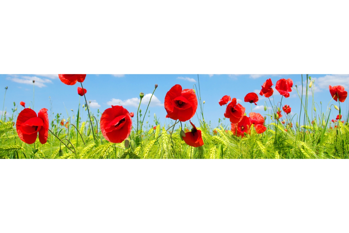 Küchenrückwand Aluverbund Mohnblumen Feld Küchenrückwand Aluverbund Mohnblumen Feld