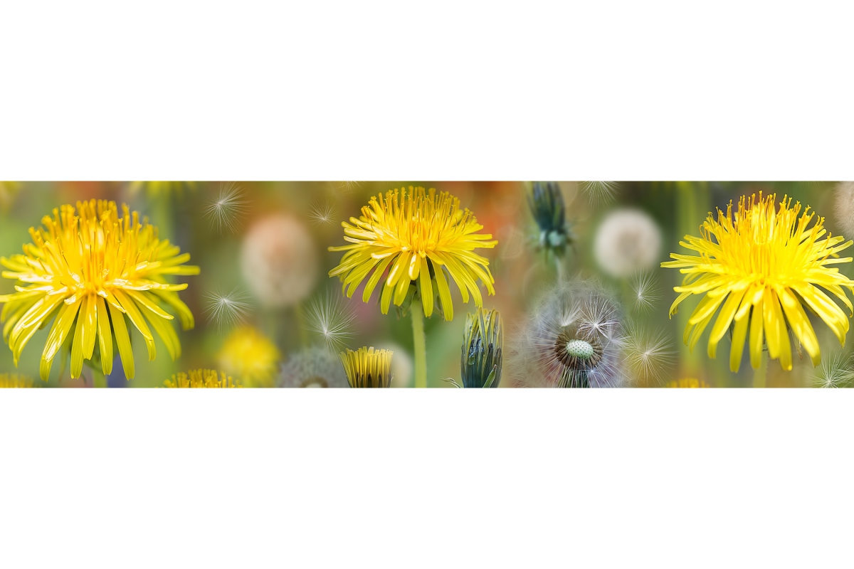 Küchenrückwand Aluverbund Löwenzahn Blume Küchenrückwand Aluverbund Löwenzahn Blume
