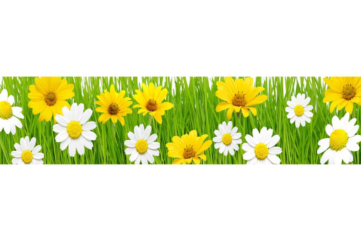 Küchenrückwand Aluverbund Gänseblümchen Gras Küchenrückwand Aluverbund Gänseblümchen Gras