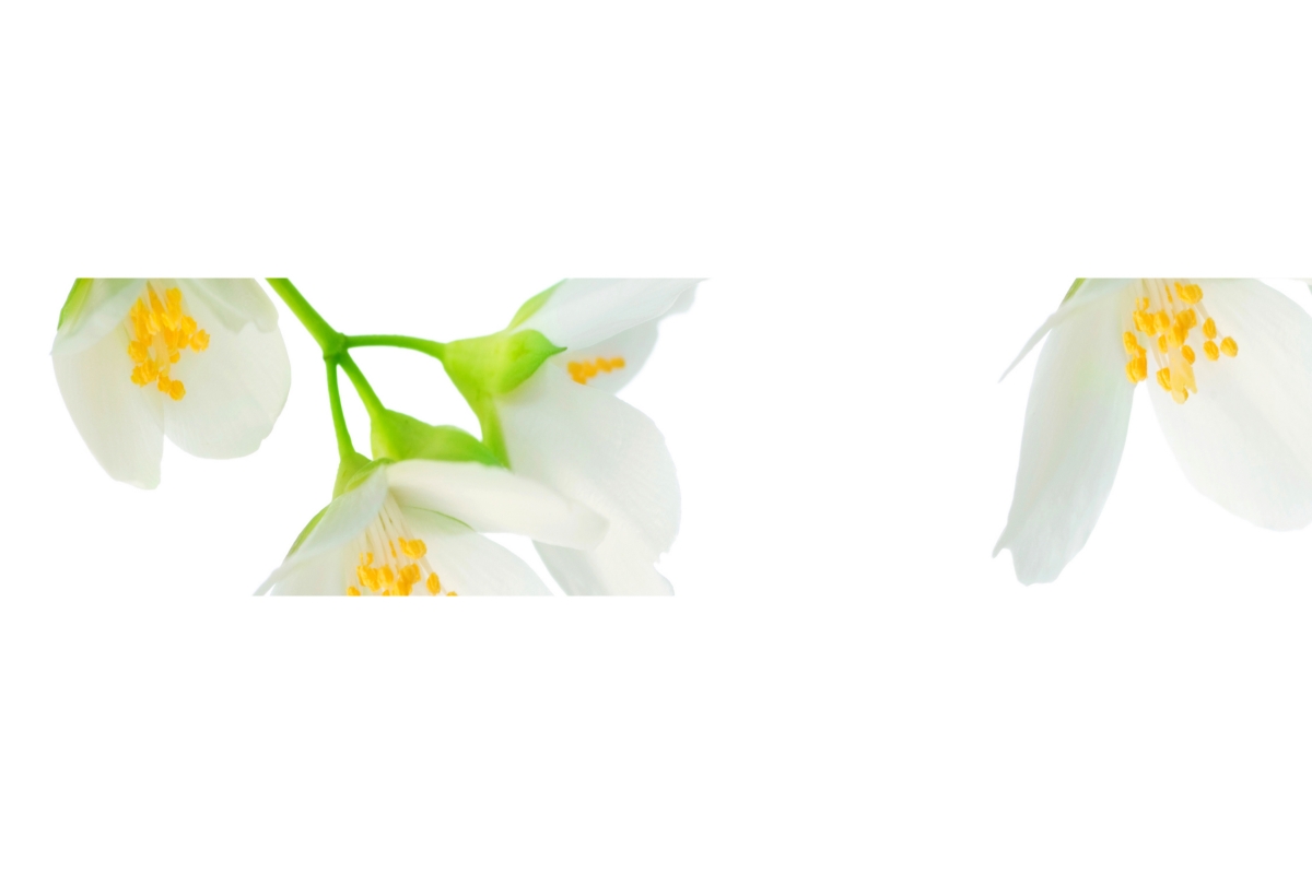 Küchenrückwand Aluverbund Weiße Blüten Küchenrückwand Aluverbund Weiße Blüten