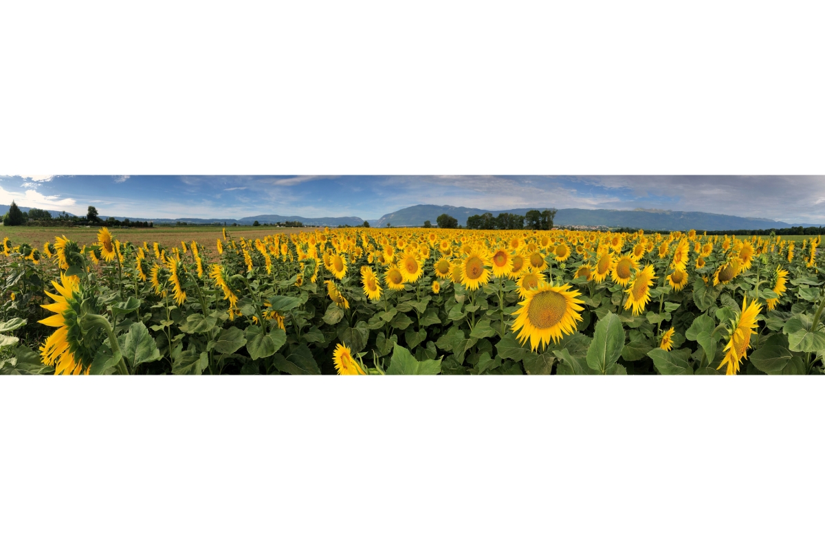 Küchenrückwand Aluverbund Sonnenblumen Feld Küchenrückwand Aluverbund Sonnenblumen Feld