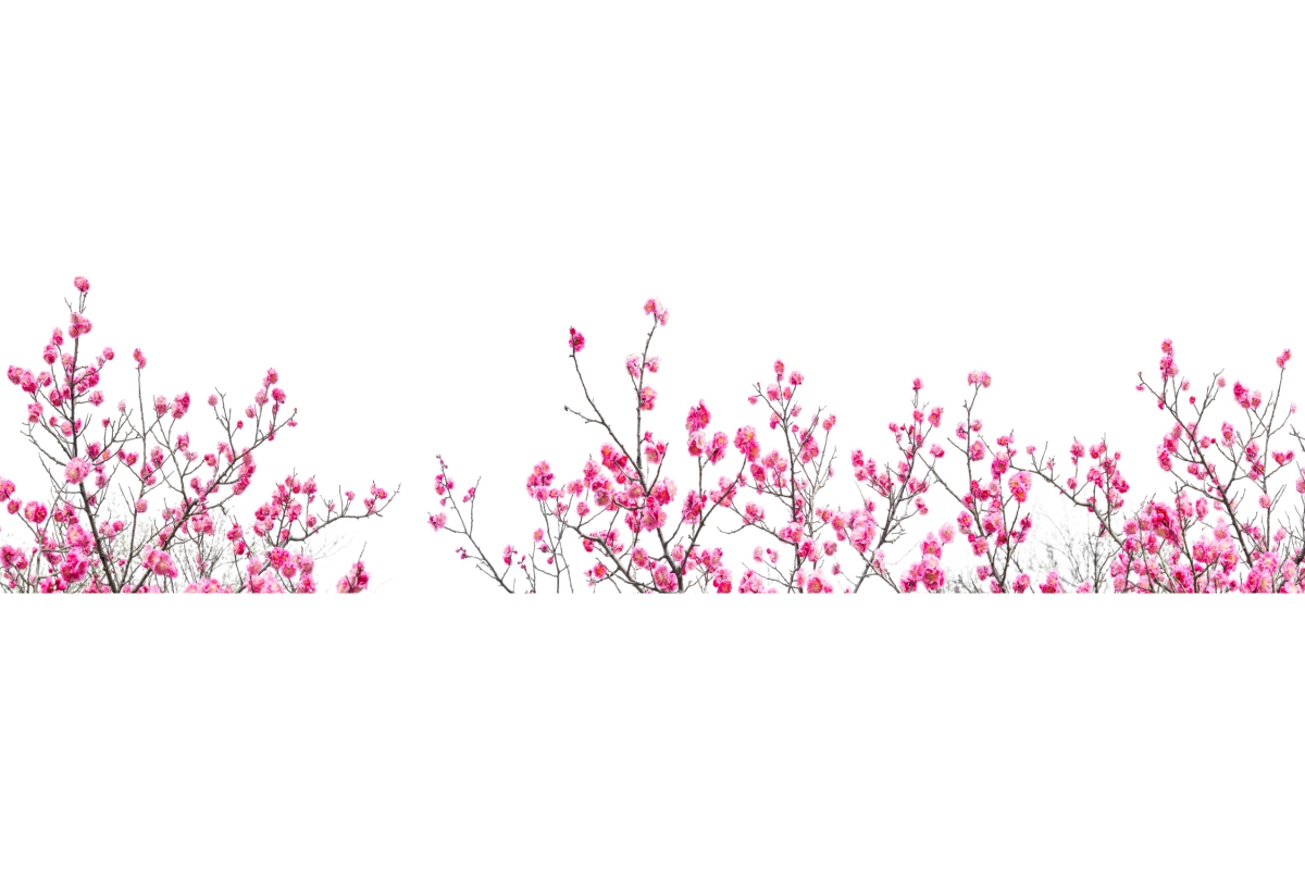 Küchenrückwand Aluverbund Kirschblüten Küchenrückwand Aluverbund Kirschblüten