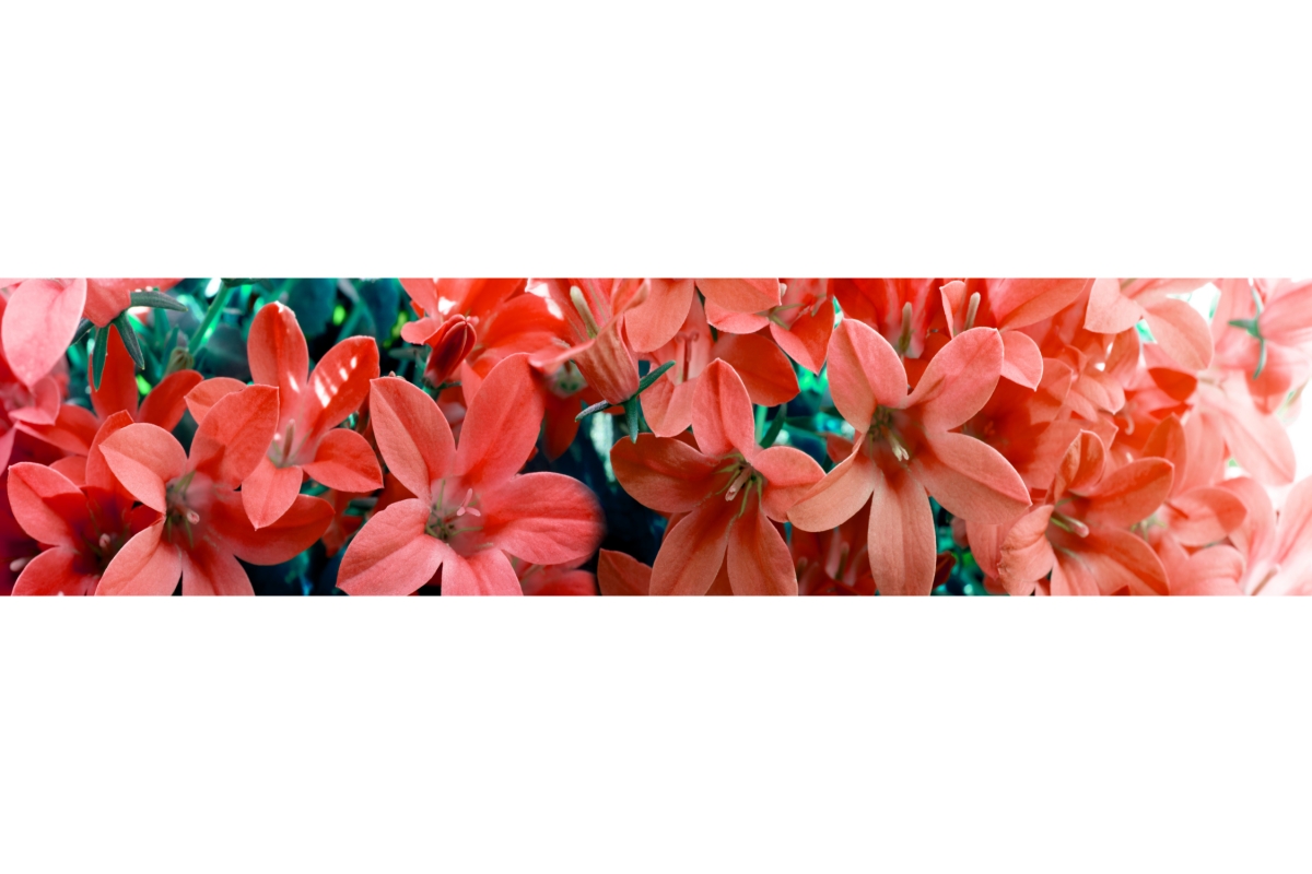 Küchenrückwand Aluverbund Tropische Blumen Küchenrückwand Aluverbund Tropische Blumen