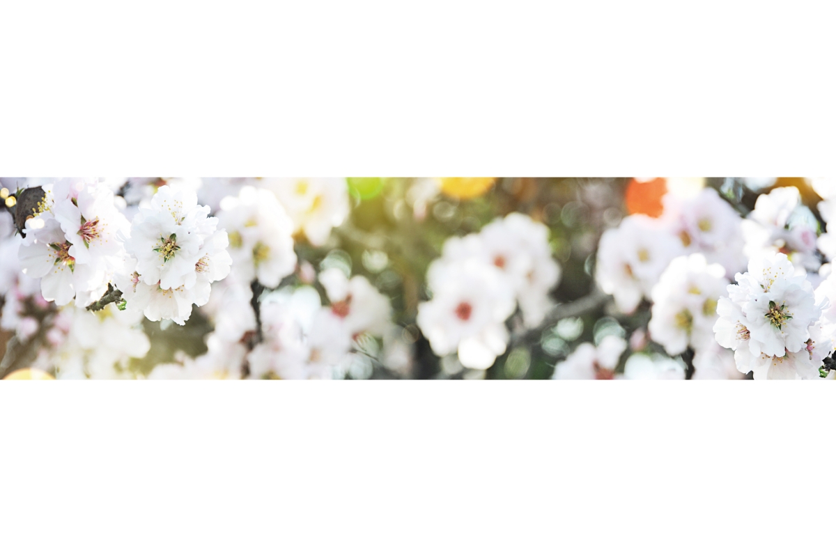 Küchenrückwand Aluverbund Kirschblüten Küchenrückwand Aluverbund Kirschblüten