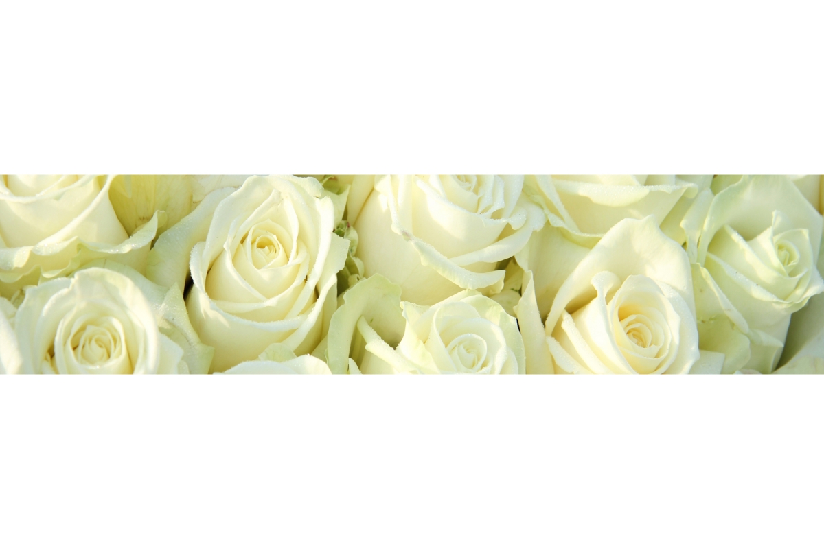 Küchenrückwand Aluverbund Rosen Küchenrückwand Aluverbund Rosen