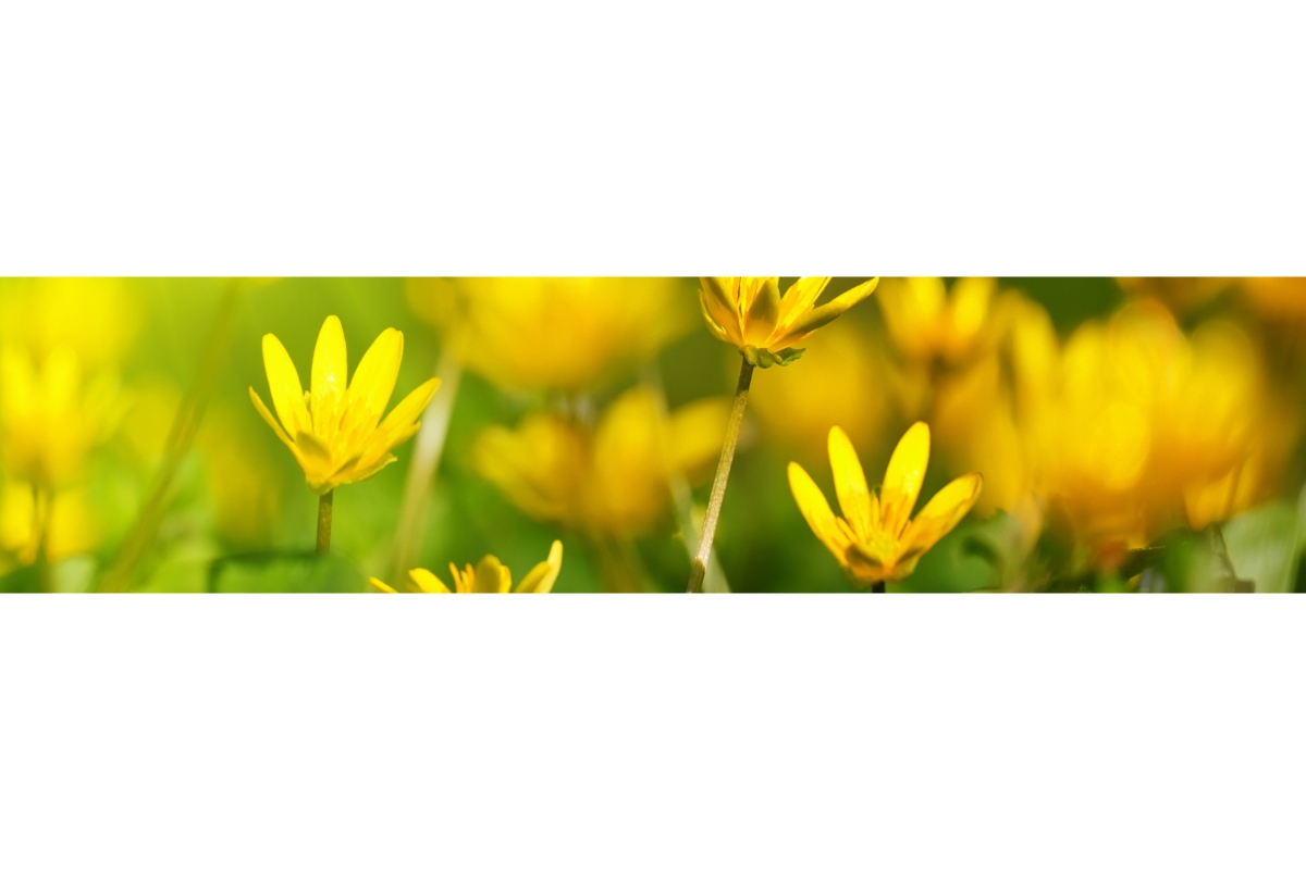 Küchenrückwand Aluverbund Blumenwiese Küchenrückwand Aluverbund Blumenwiese