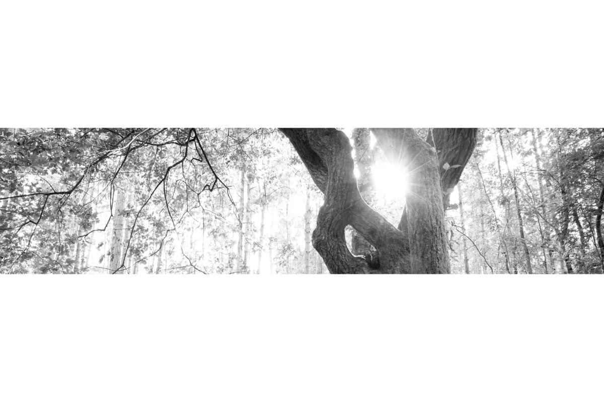 Küchenrückwand Folie Baum Küchenrückwand Folie Baum