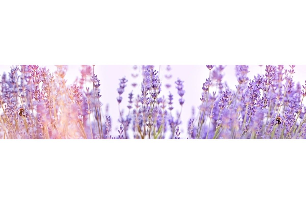 küchenrückwand Folie Lavendel küchenrückwand Folie Lavendel